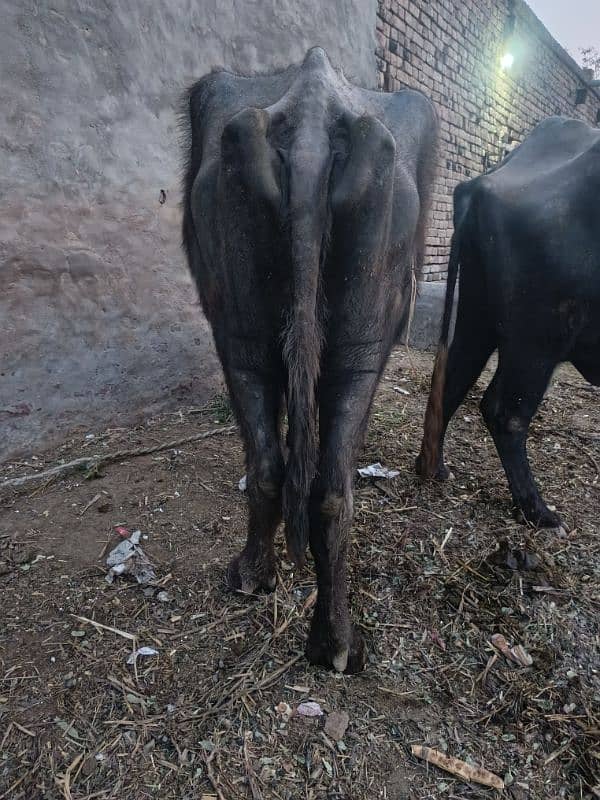 buffalo for sale جھوٹی برائے فروخت بھینس برائے فروخت 3