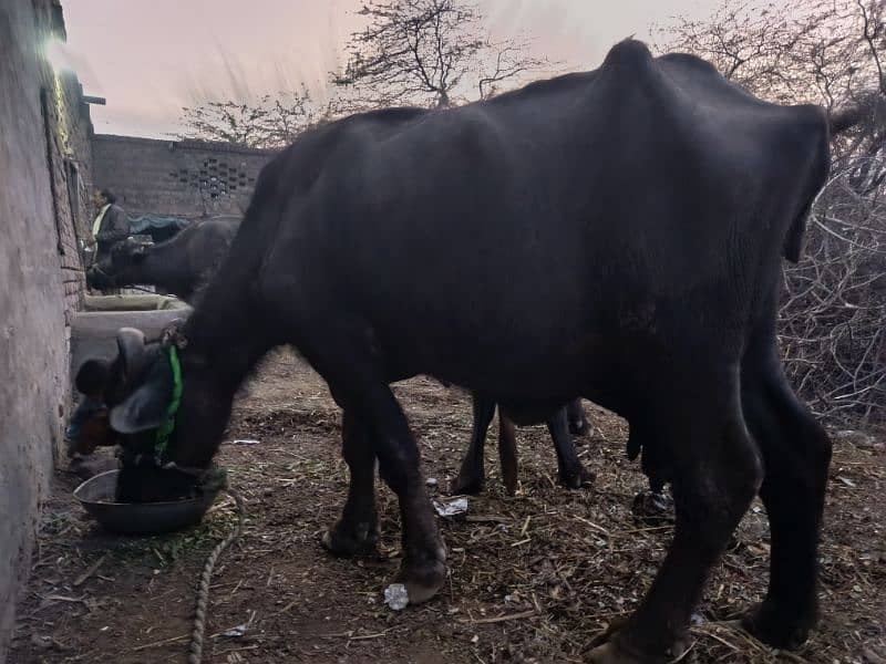 buffalo for sale جھوٹی برائے فروخت بھینس برائے فروخت 4