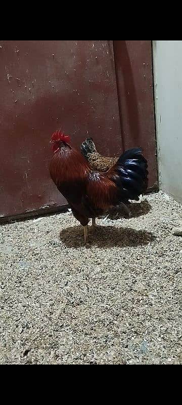 Eggs Lying Hen - Rooster - Breeder Pair 0