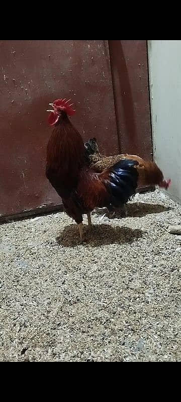 Eggs Lying Hen - Rooster - Breeder Pair 1