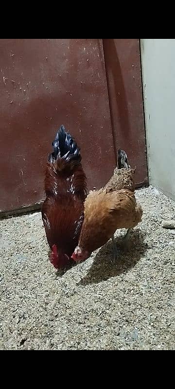 Eggs Lying Hen - Rooster - Breeder Pair 2