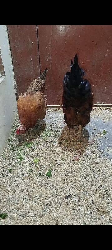 Eggs Lying Hen - Rooster - Breeder Pair 3