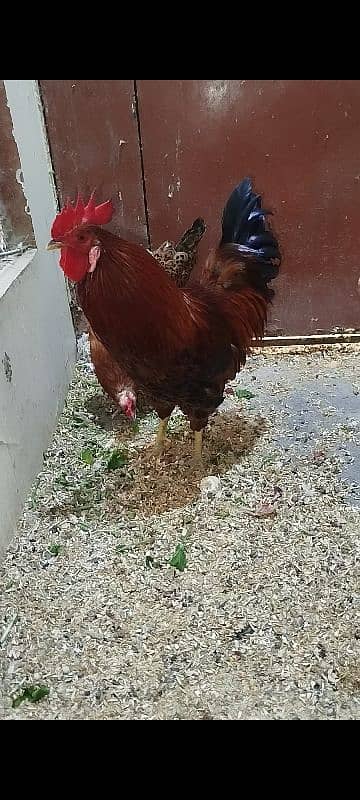 Eggs Lying Hen - Rooster - Breeder Pair 4