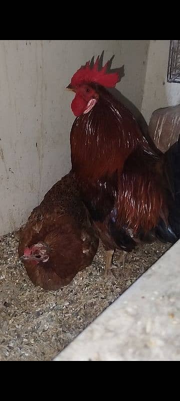 Eggs Lying Hen - Rooster - Breeder Pair 5