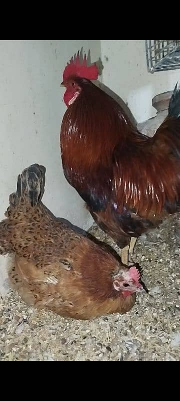 Eggs Lying Hen - Rooster - Breeder Pair 6