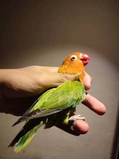 Green Opaline /blue breeder female