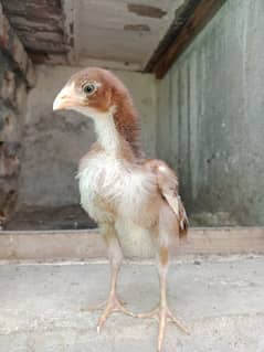 1 month pure sindhi Aseel male chick