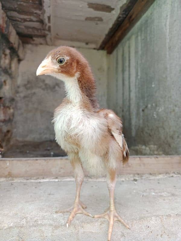 1 month pure sindhi Aseel male chick 0