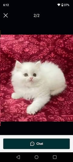 pareshan cat for sale WhatsApp number 0310=6441=528