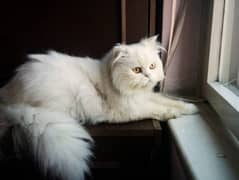 Persian cat