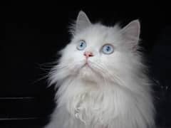 Persian cat