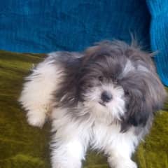 shihtzu female puppy