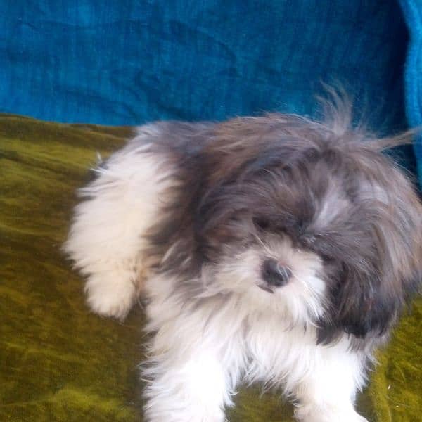 shihtzu female puppy 1