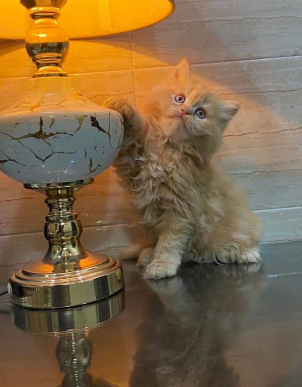 Extreme quality pure Persian kittens and (adult cats  on adoption) 0