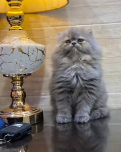 Extreme quality pure Persian kittens and (adult cats  on adoption)