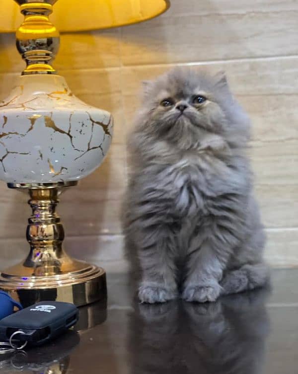 Extreme quality pure Persian kittens and (adult cats  on adoption) 2