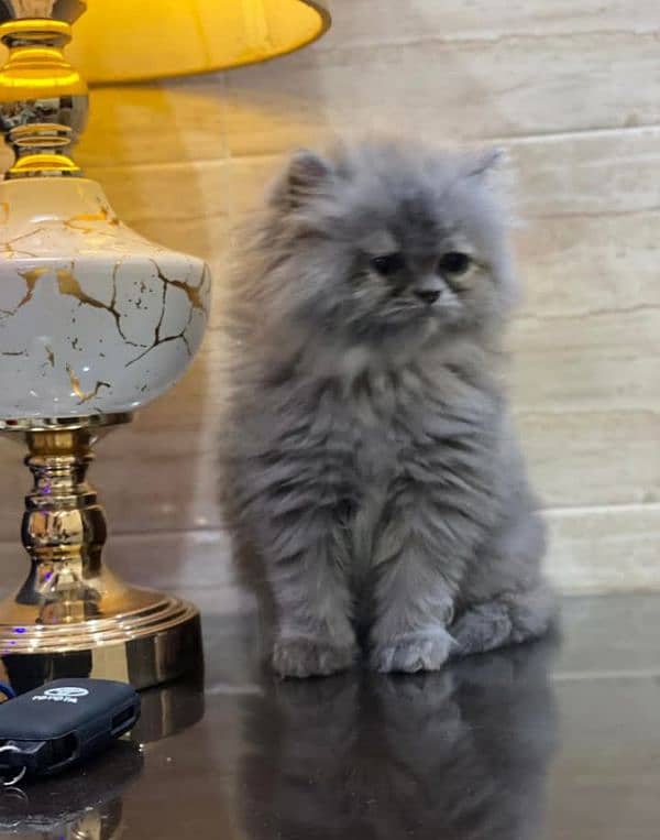 Extreme quality pure Persian kittens and (adult cats  on adoption) 3