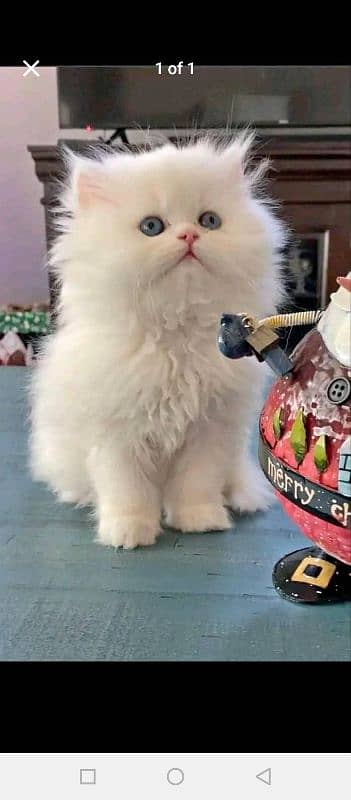 Extreme quality pure Persian kittens and (adult cats  on adoption) 6