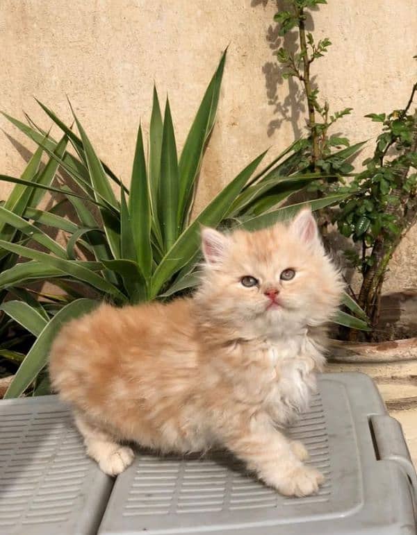 Extreme quality pure Persian kittens and (adult cats  on adoption) 7