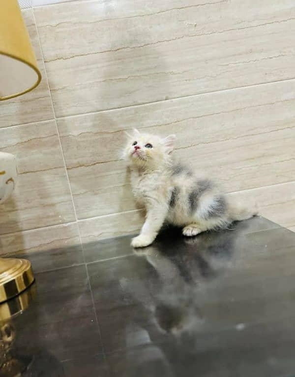 Extreme quality pure Persian kittens and (adult cats  on adoption) 8