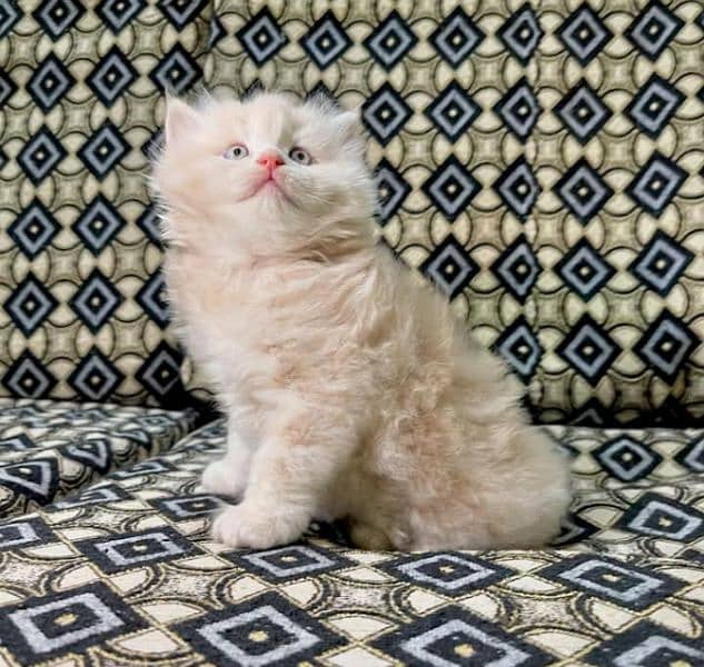 Extreme quality pure Persian kittens and (adult cats  on adoption) 9