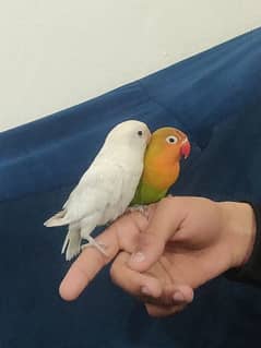 Fully Hand Tame Love Birds