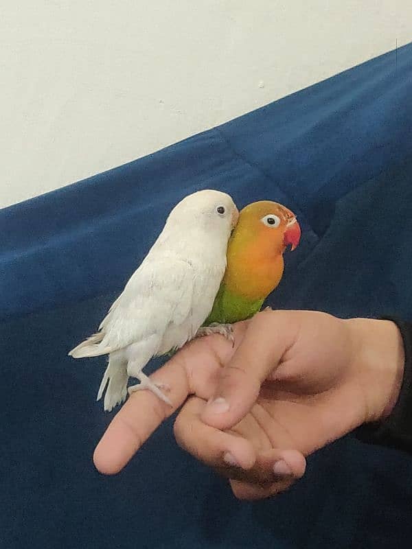 Fully Hand Tame Love Birds 0