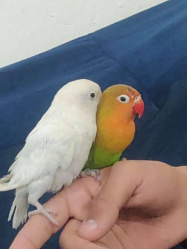 Fully Hand Tame Love Birds 1