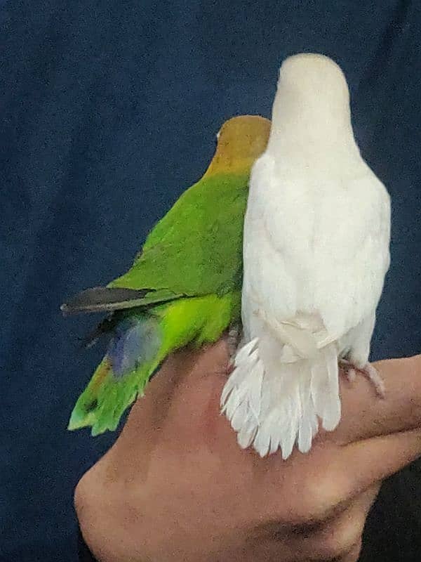 Fully Hand Tame Love Birds 2