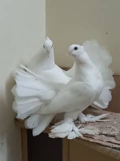 White Beauty - Fantail Top Quality