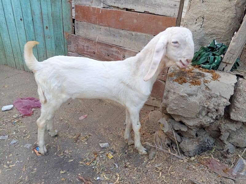 pure gulabi ranjanpuri bakra 3