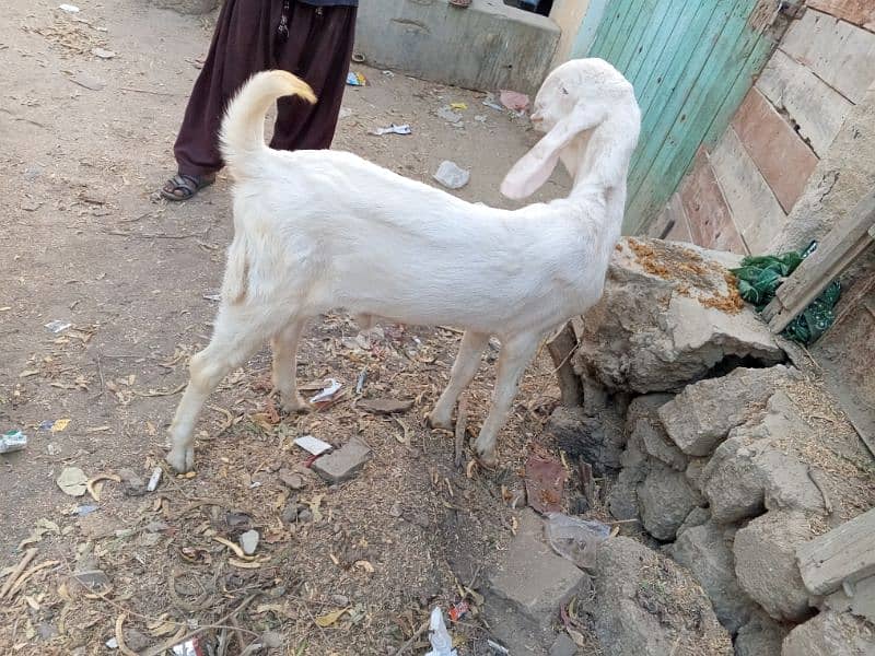 pure gulabi ranjanpuri bakra 6