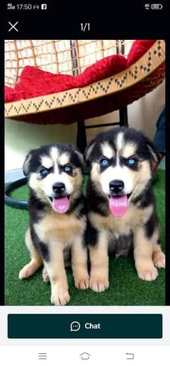 Siberian husky puppies for sale in urgent