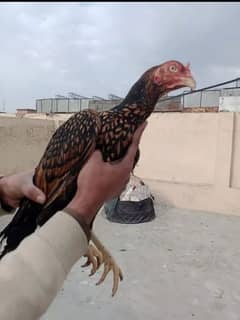 pure mianwali old blood line female for sale egg laying