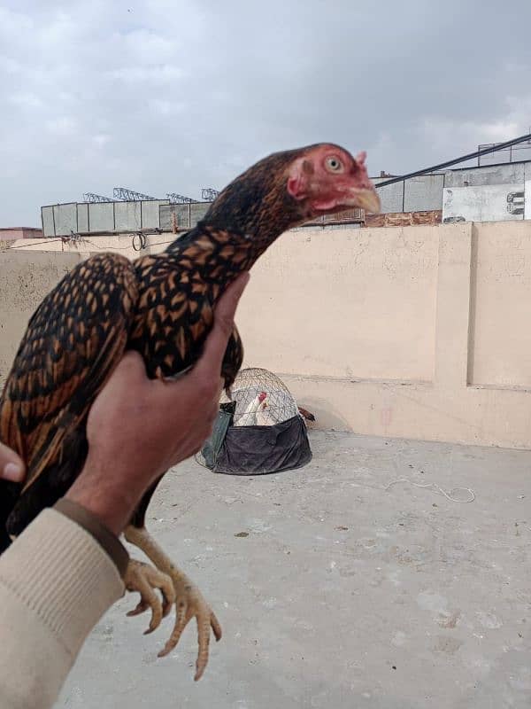 pure mianwali old blood line female for sale egg laying 1