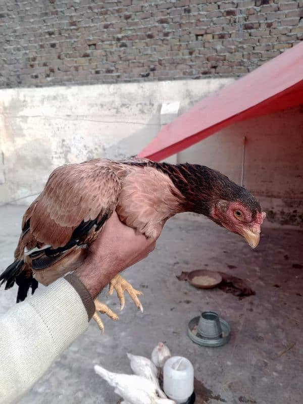 pure mianwali old blood line female for sale egg laying 2