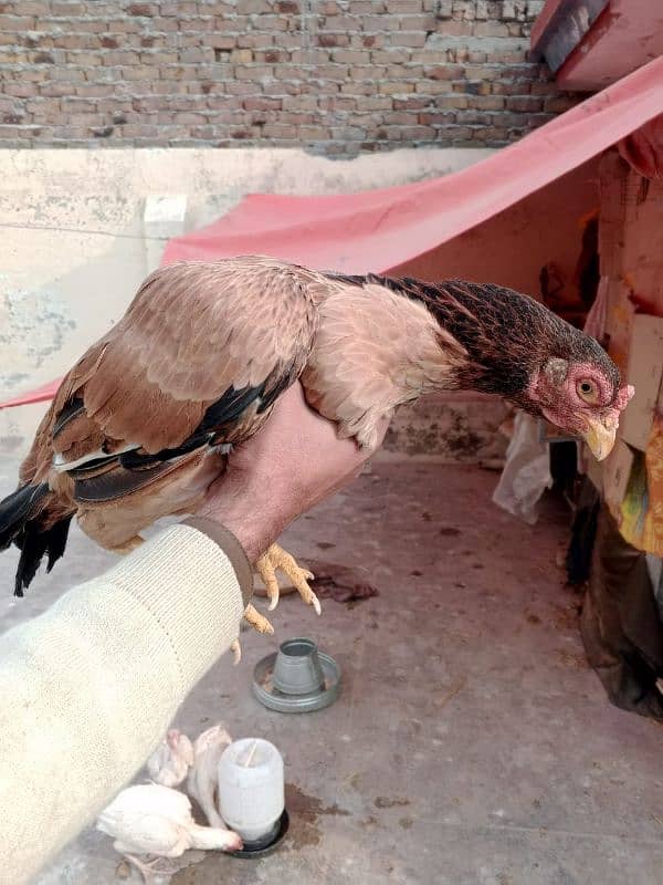 pure mianwali old blood line female for sale egg laying 3