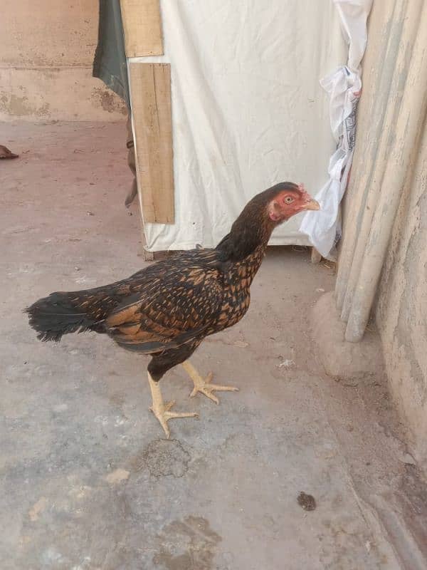 pure mianwali old blood line female for sale egg laying 4