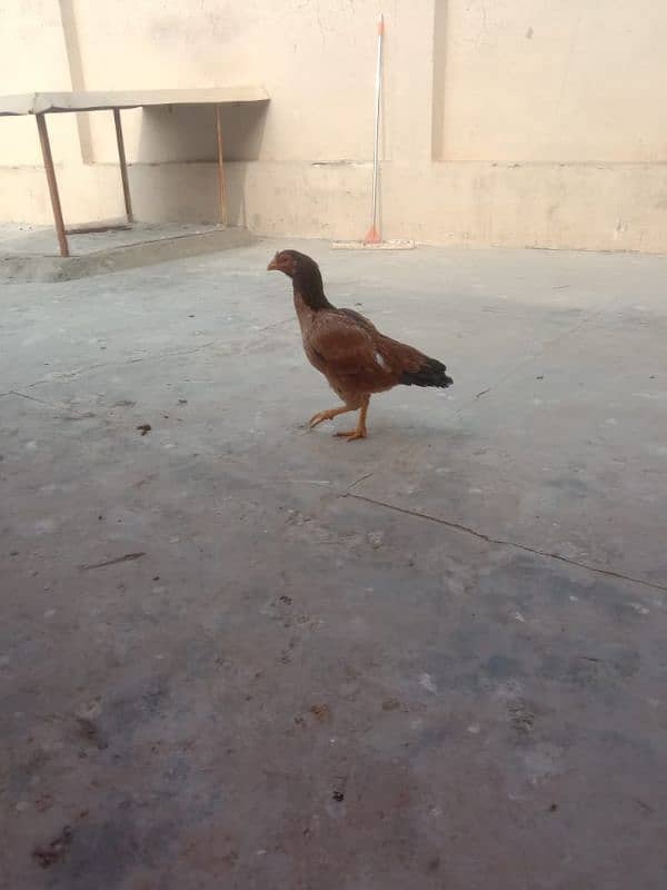 pure mianwali old blood line female for sale egg laying 5