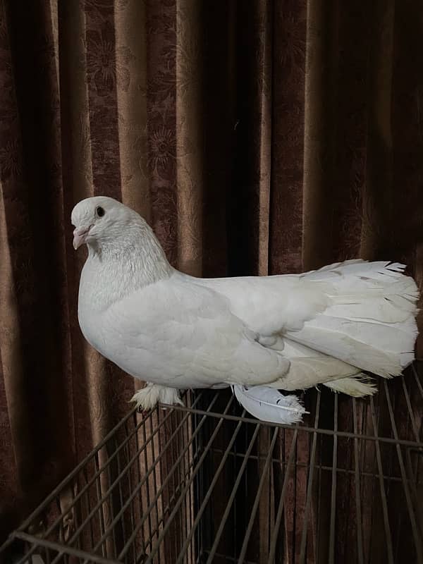 Lukka Lucky pigeon 1