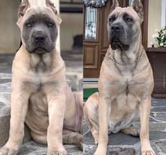 Fawn Cane Corso Puppy