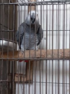 Parrot African gray