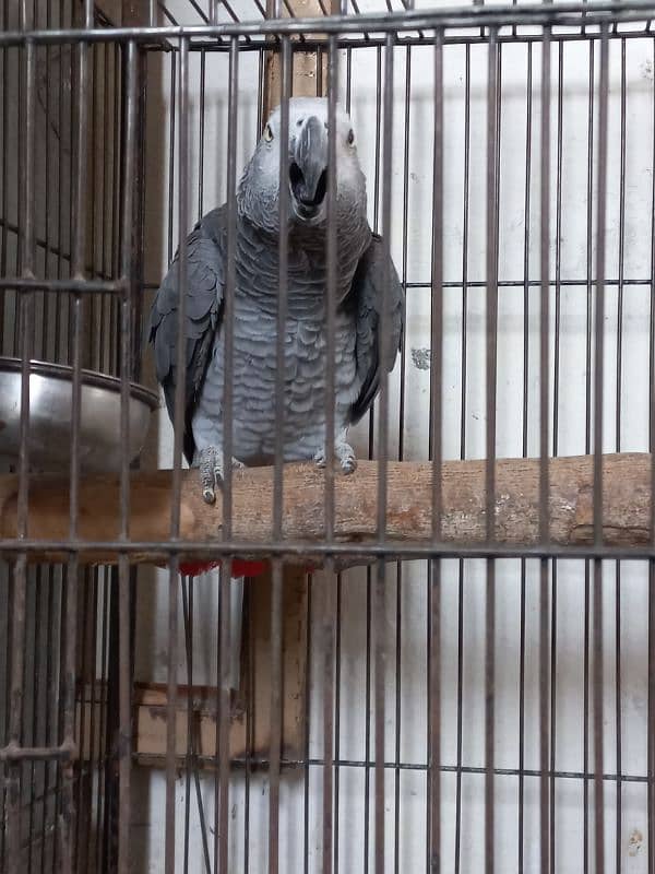 Parrot African gray 0