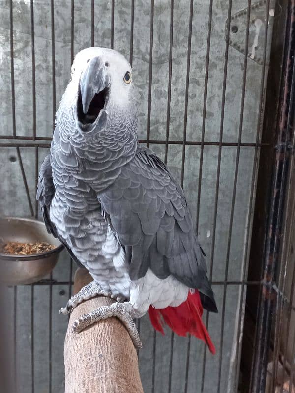 Parrot African gray 2