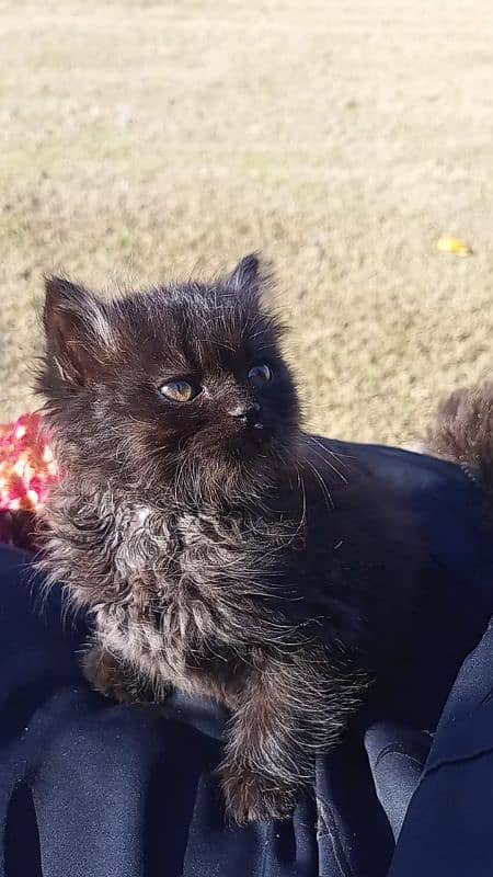 Pure Dark brown Persian with cat food and litter box For sale!!! 0