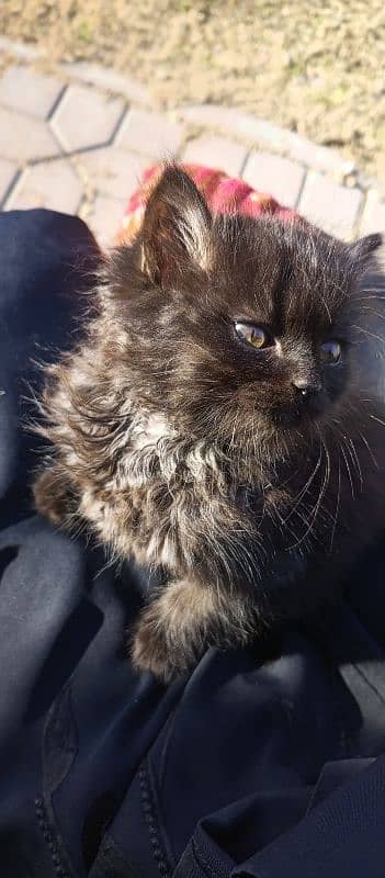 Pure Dark brown Persian with cat food and litter box For sale!!! 1