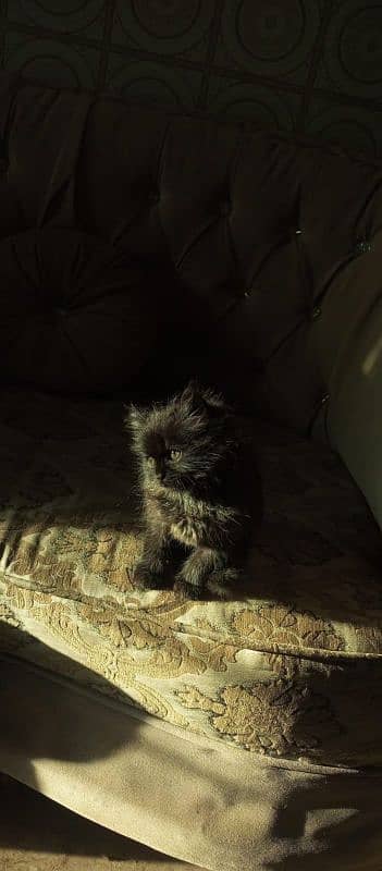 Pure Dark brown Persian with cat food and litter box For sale!!! 2