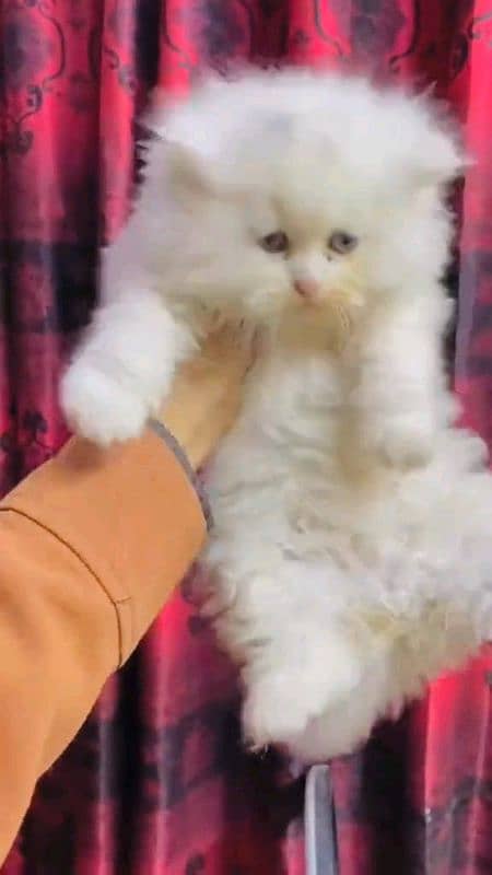 pairsian healthy active and beautiful kitten for sale 03167349197 1