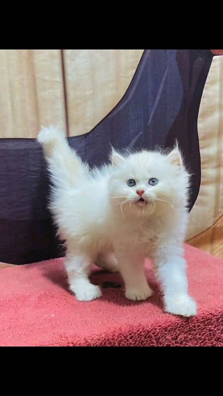 pairsian healthy active and beautiful kitten for sale 03167349197 3