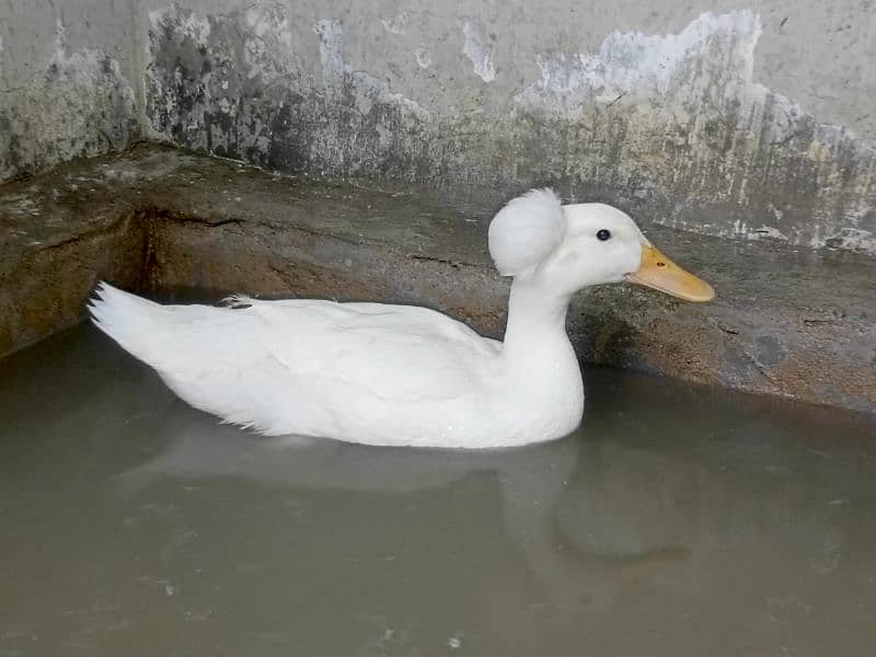 Crested Duck Young Male 0